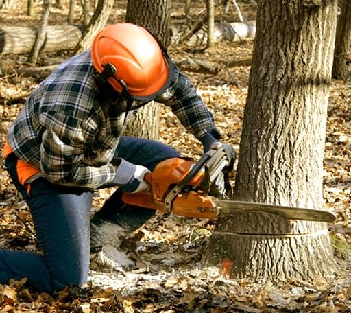 Tree Removal in Vina, CA